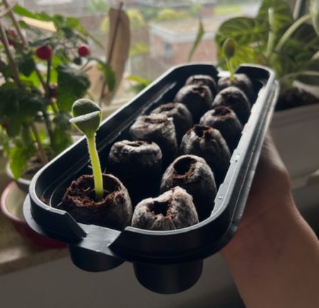 ​Homegrown summer vibes – fresh seeds & market treasures 🌱☀️ cover